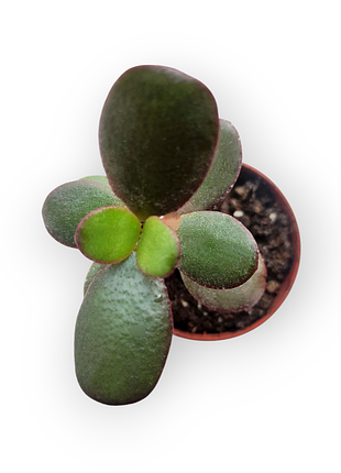 Товстянка, грошове дерево, красула, crassula arborescens