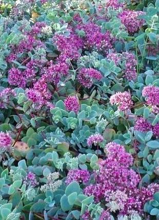 Очиток еверса