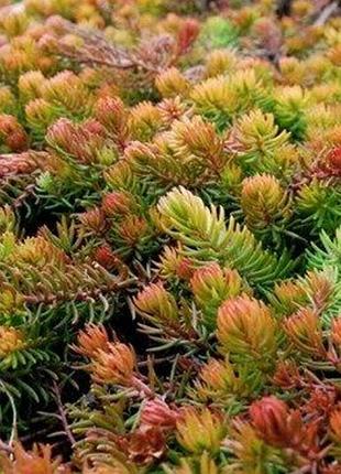 Седум, очиток ангеліна, саджанець очитка