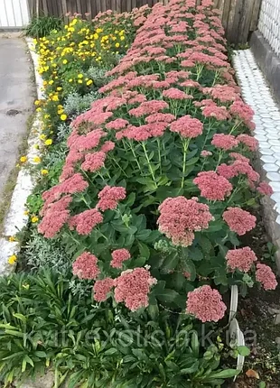 Очиток видний. sedum spectabile. заячья капуста