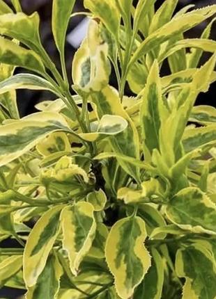 Форзиція aurea variegata 2