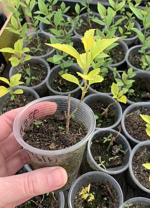 Форзиція aurea variegata 3