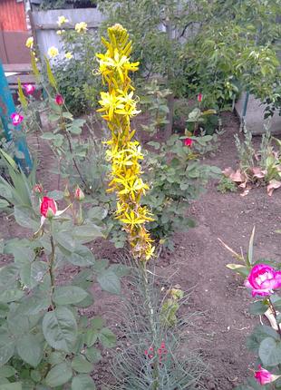 Асфоделина желтая.