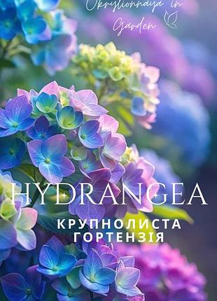 Гортензія. її величність гортензія.