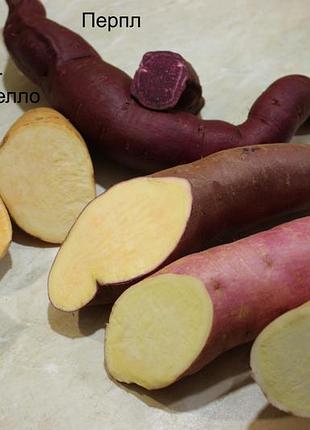 Батат для вирощування розсади  маточний клубень бульба  мікс 9 сортів