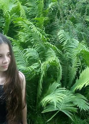 Папоротник садовый "страусник" (2 шт)