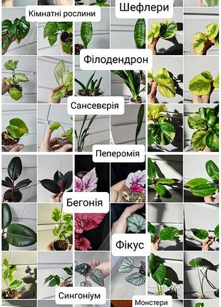 Кімнатні рослини монстера філодендрон бегонія традесканція