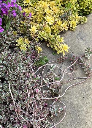 🌱 набор многолетних почвопокровных очитков (2 шт.)