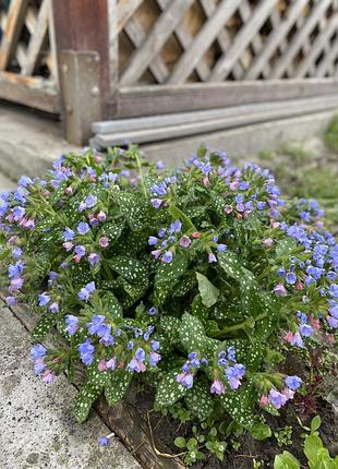 🌱 саджанець медуниці (pulmonaria) 2