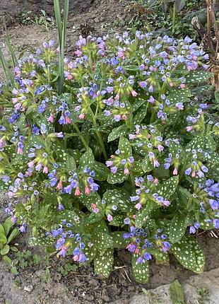 🌱 саджанець медуниці (pulmonaria) 4