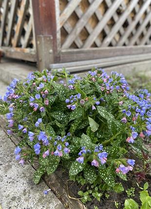 🌱 саджанець медуниці (pulmonaria) 3