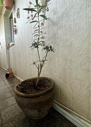 Квітка азалія 🌺 з вінтажним горщиком