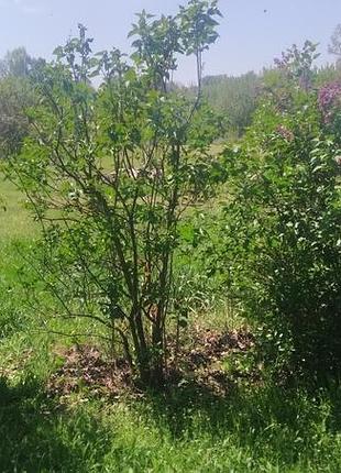 Сирень махровая для живой изгороди однолетки заказы на осень 8