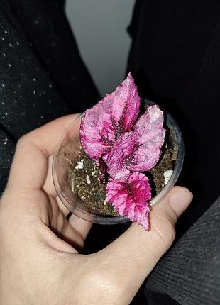 Бегонія rex begonia inka flame листкова кімнаті рослини