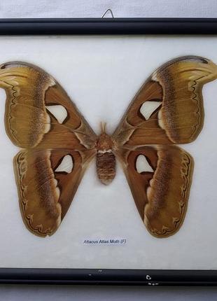 Большая бабочка павлиноглазка, attacus atlas, в раме.