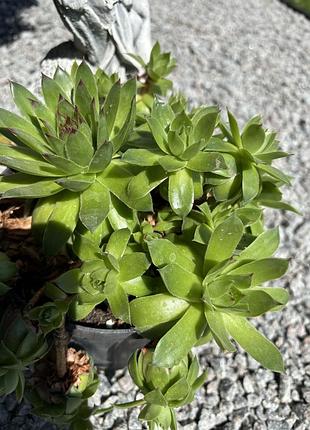 Каменная роза каменная роза молодело кровельное