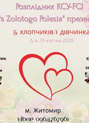 Цуценята джек рассел тер'єра