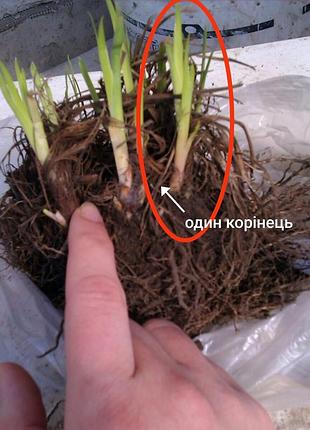 Блакитний ірис сибірський, багаторічний 3
