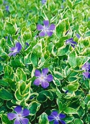 Барвинок пестрый "argenteovariegata" (эффектный грунтопокровный многолетник)
