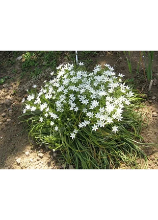Птицемлечник зонтичный (ornithogalum umbellatum) - луковичное растение, цветет весной.
