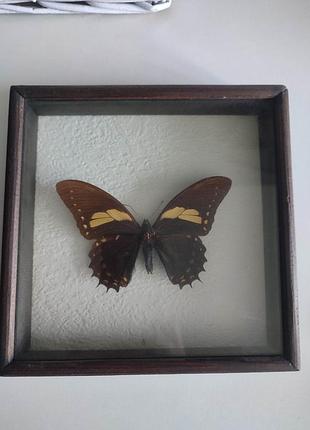 Бабочка в деревянной рамке papilio aristeus бразилия