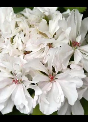 Пеларгонія махрова и пеларгония стелар