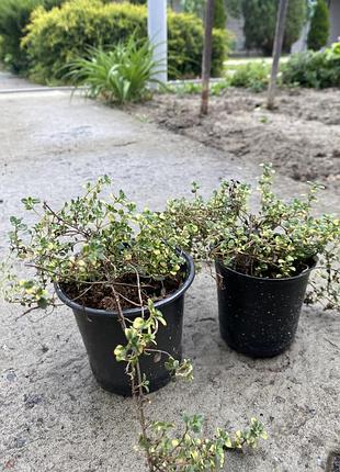 🌱лимонный чабрец с пестрыми листьями🌿 3