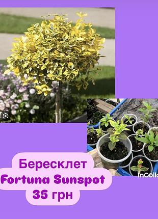 Бересклет fortyna sunspot 2
