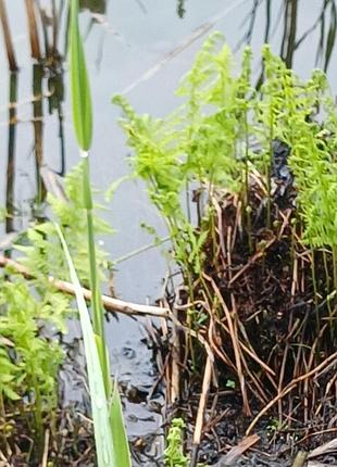 Папоротник растение для водоема 5