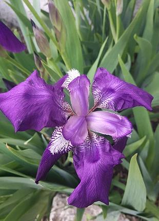 Ірис півник звичайний фіолетовий
