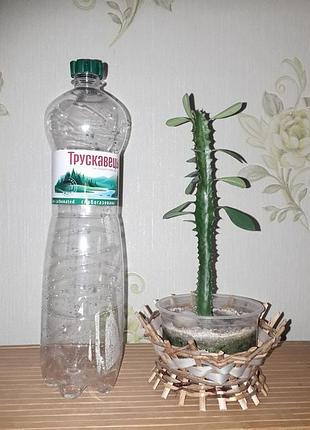 Еуфорбія трикутна кактус молочай