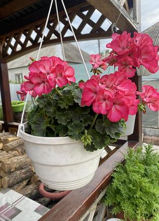 Пеларгония зональная