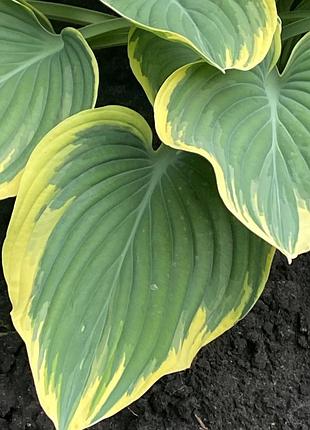 🌿саджанець хости 🌿 — 1 міцне кореневище з мого власного саду 8