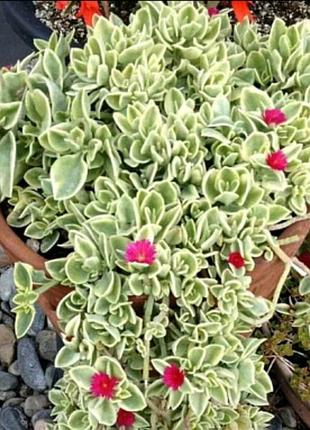 Аптения ампельная variegata мезембриантемум сердцелистный пестролистный