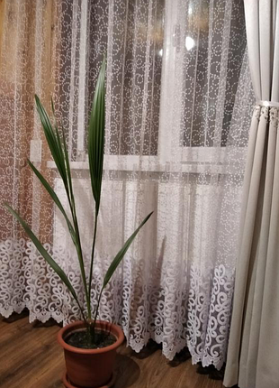 Фінікова пальма 2