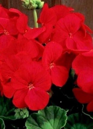 Пеларгонія