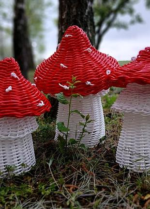 Мухоморчики в асортименті