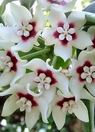Хойя calycina, хойя каличина, хойя калічіна, вкорінений черенок, хойя calycina, хойя каличина