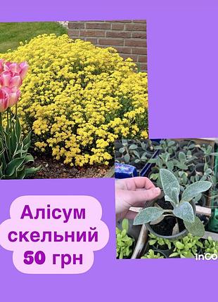 Алісум скельний
