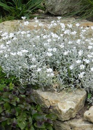 Ясколка багаторічна 2