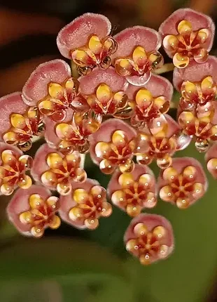 Хойя burtoniae variegata, хойя буртоні варієгатна, хойя burtoniae variegata, хойя буртони вариегатна
