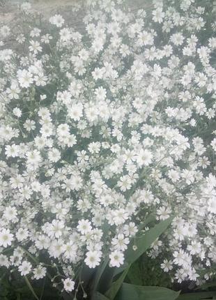 Ясколка. саджанці