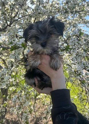 Продается йоркширский терьер