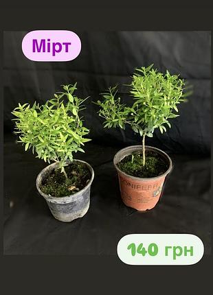 Мірт. мірт …..