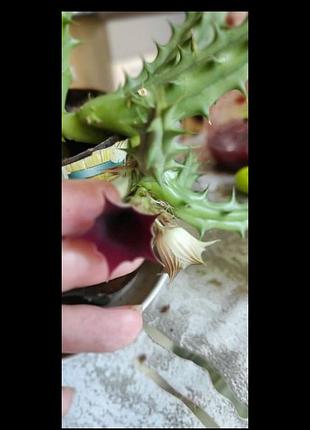 Гуэрния, кактус, стапелея, суккуленты