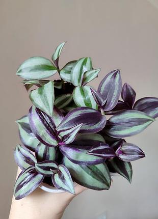 Традесканція зебріна - zebrina purple, пурпурова, фіолетова, укорінена