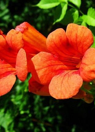 Кампсис (campsis radicans) саджанці 2
