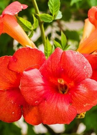 Кампсис (campsis radicans) саджанці 3