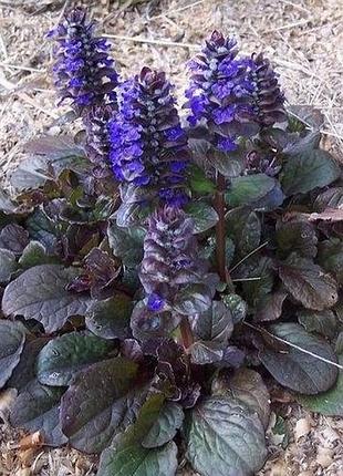 Горлянка повзуча розсада