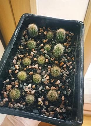 Кактусы 🔥🔥🔥 🌵🌵🌵